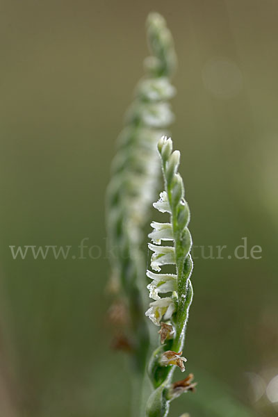 Herbst-Drehwurz (Spiranthes spiralis)