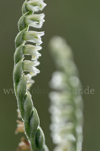 Herbst-Drehwurz (Spiranthes spiralis)