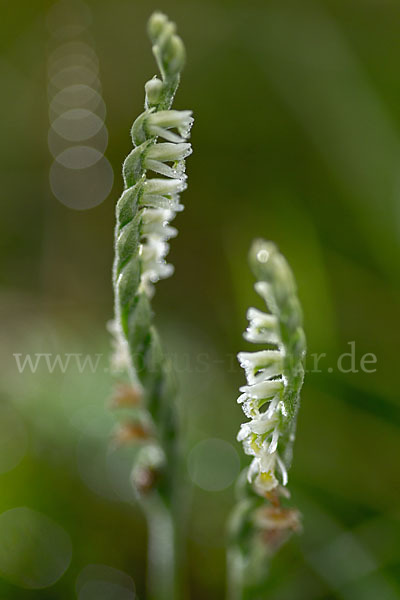 Herbst-Drehwurz (Spiranthes spiralis)