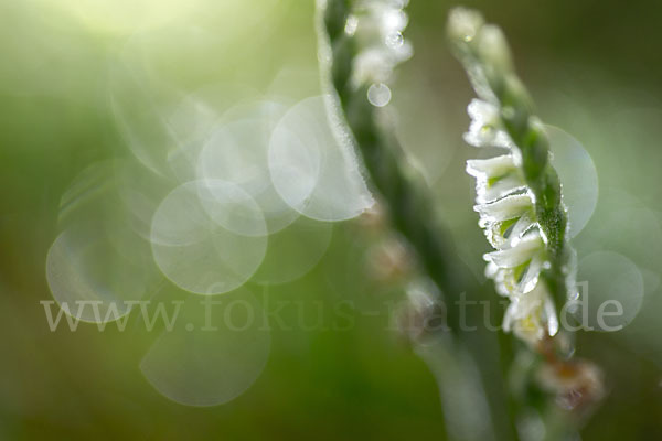 Herbst-Drehwurz (Spiranthes spiralis)