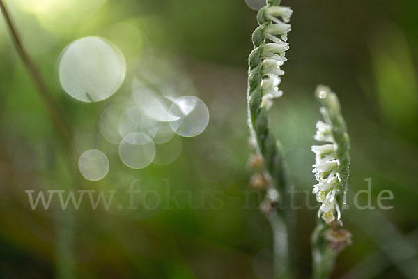 Herbst-Drehwurz (Spiranthes spiralis)