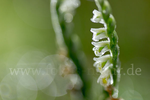 Herbst-Drehwurz (Spiranthes spiralis)