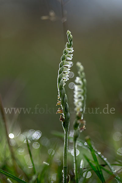 Herbst-Drehwurz (Spiranthes spiralis)