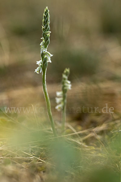 Herbst-Drehwurz (Spiranthes spiralis)