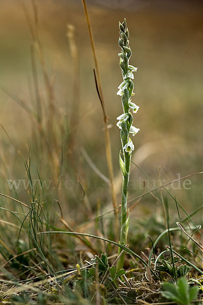 Herbst-Drehwurz (Spiranthes spiralis)