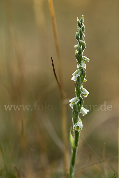 Herbst-Drehwurz (Spiranthes spiralis)