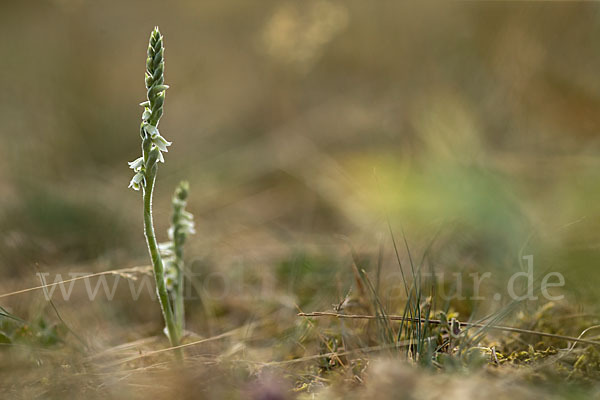 Herbst-Drehwurz (Spiranthes spiralis)