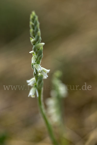 Herbst-Drehwurz (Spiranthes spiralis)