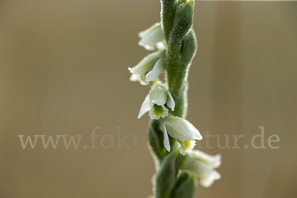 Herbst-Drehwurz (Spiranthes spiralis)