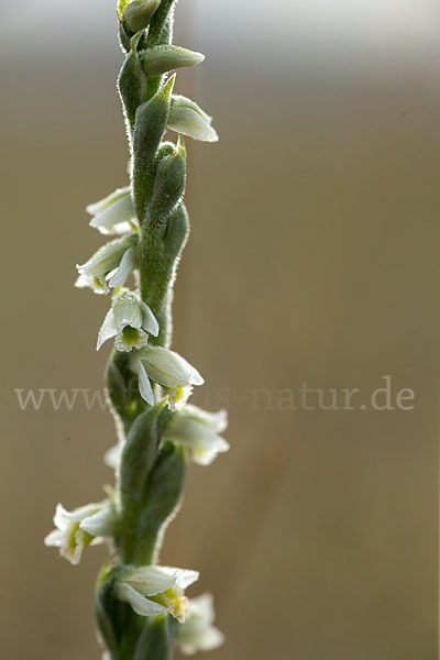 Herbst-Drehwurz (Spiranthes spiralis)