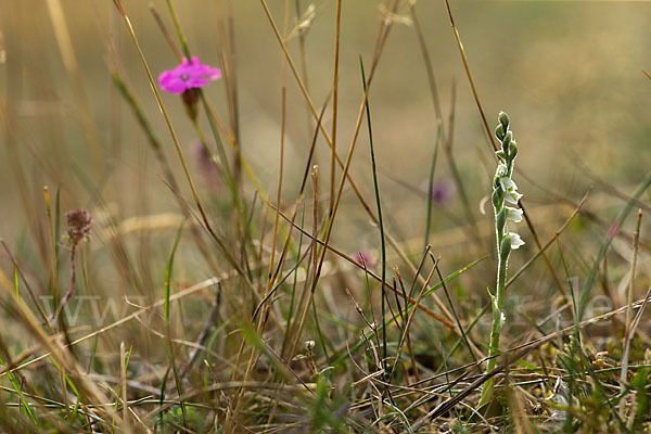 Herbst-Drehwurz (Spiranthes spiralis)