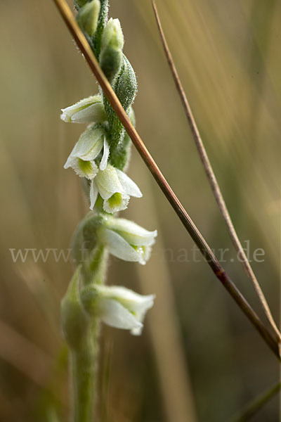 Herbst-Drehwurz (Spiranthes spiralis)