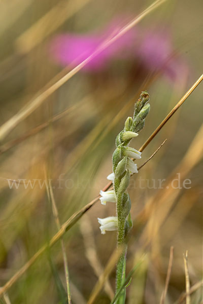 Herbst-Drehwurz (Spiranthes spiralis)