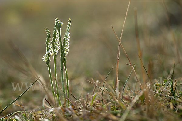 Herbst-Drehwurz (Spiranthes spiralis)