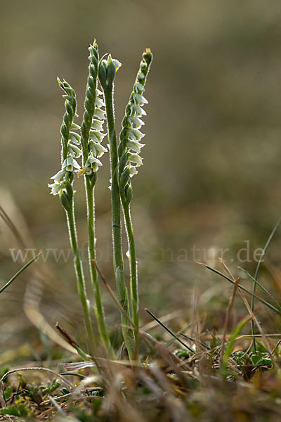 Herbst-Drehwurz (Spiranthes spiralis)