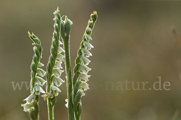 Herbst-Drehwurz (Spiranthes spiralis)