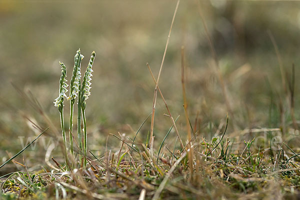 Herbst-Drehwurz (Spiranthes spiralis)