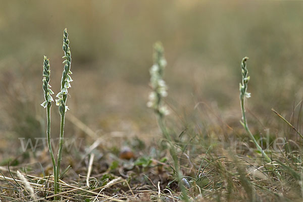 Herbst-Drehwurz (Spiranthes spiralis)