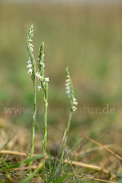 Herbst-Drehwurz (Spiranthes spiralis)