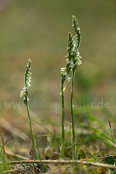 Herbst-Drehwurz (Spiranthes spiralis)