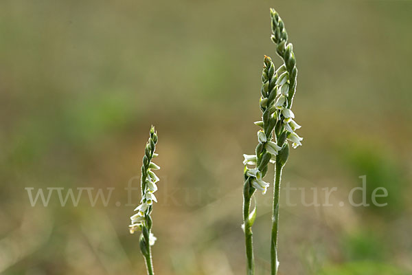 Herbst-Drehwurz (Spiranthes spiralis)