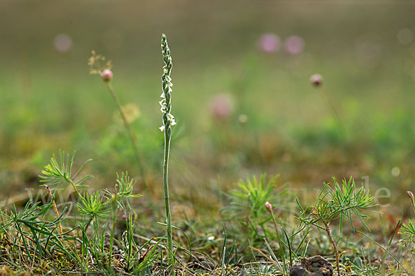 Herbst-Drehwurz (Spiranthes spiralis)