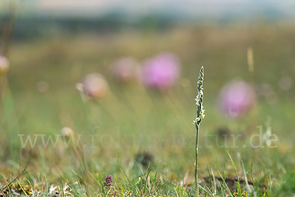 Herbst-Drehwurz (Spiranthes spiralis)