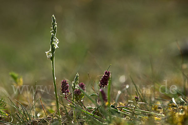 Herbst-Drehwurz (Spiranthes spiralis)