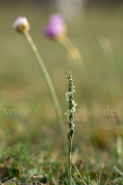 Herbst-Drehwurz (Spiranthes spiralis)