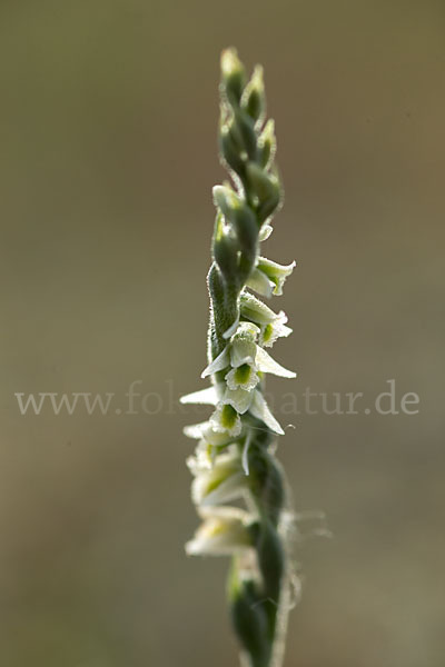 Herbst-Drehwurz (Spiranthes spiralis)