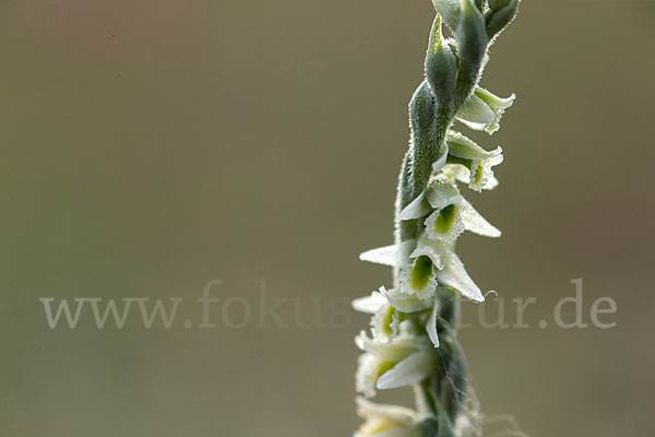 Herbst-Drehwurz (Spiranthes spiralis)