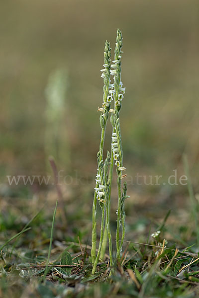 Herbst-Drehwurz (Spiranthes spiralis)