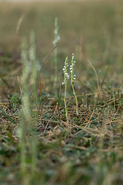 Herbst-Drehwurz (Spiranthes spiralis)