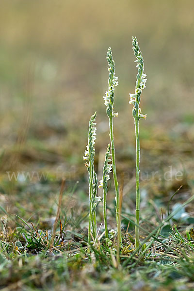 Herbst-Drehwurz (Spiranthes spiralis)