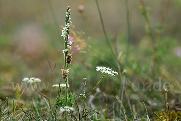 Herbst-Drehwurz (Spiranthes spiralis)