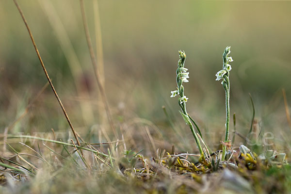 Herbst-Drehwurz (Spiranthes spiralis)