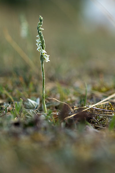 Herbst-Drehwurz (Spiranthes spiralis)