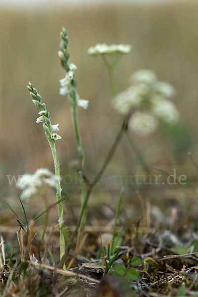 Herbst-Drehwurz (Spiranthes spiralis)