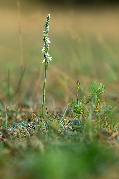 Herbst-Drehwurz (Spiranthes spiralis)