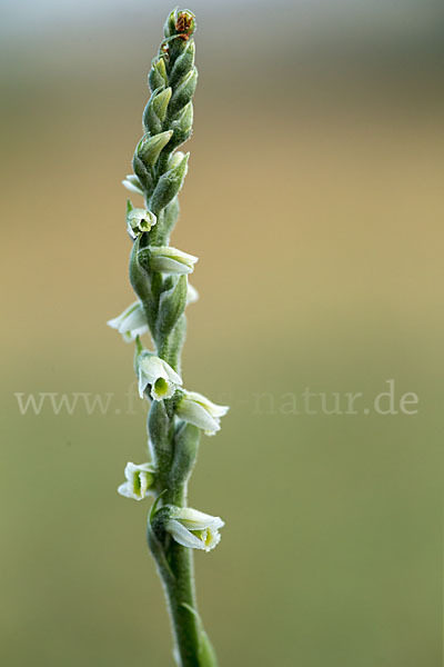 Herbst-Drehwurz (Spiranthes spiralis)