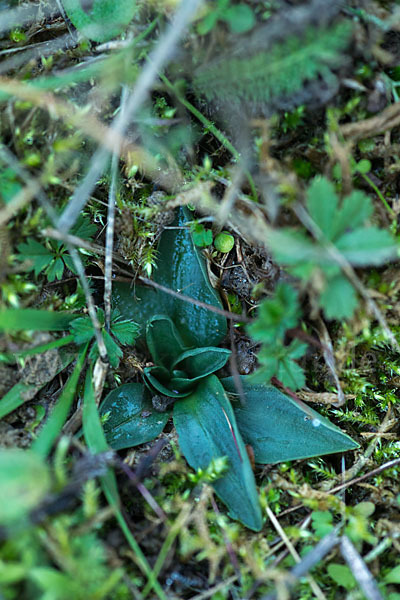 Herbst-Drehwurz (Spiranthes spiralis)