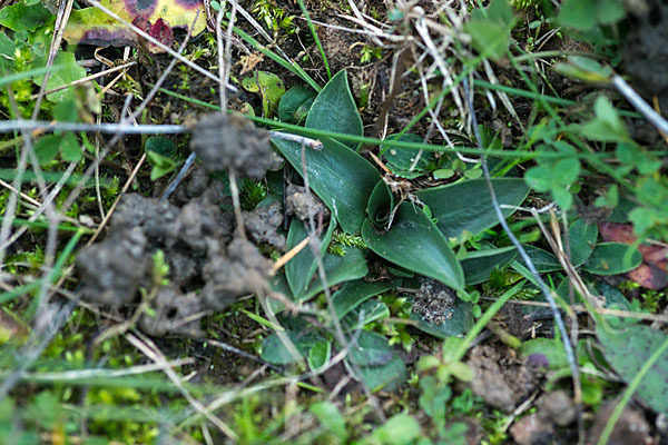 Herbst-Drehwurz (Spiranthes spiralis)