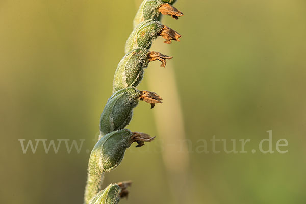 Herbst-Drehwurz (Spiranthes spiralis)