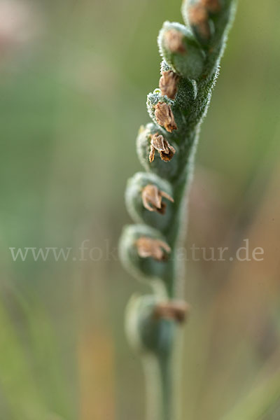 Herbst-Drehwurz (Spiranthes spiralis)