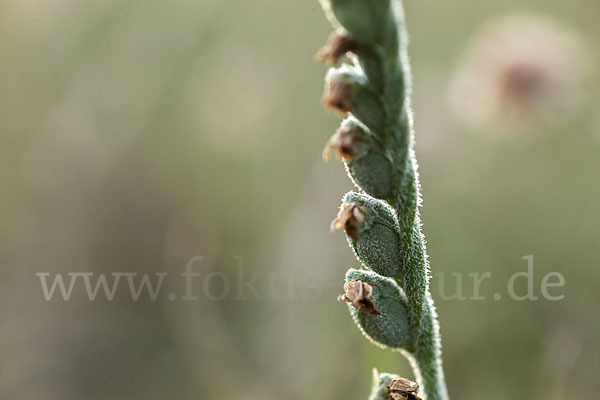 Herbst-Drehwurz (Spiranthes spiralis)