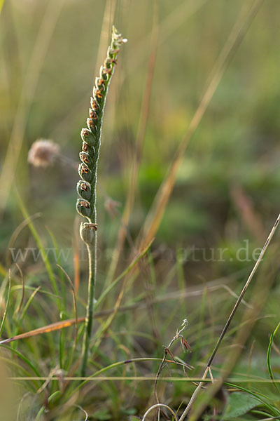 Herbst-Drehwurz (Spiranthes spiralis)