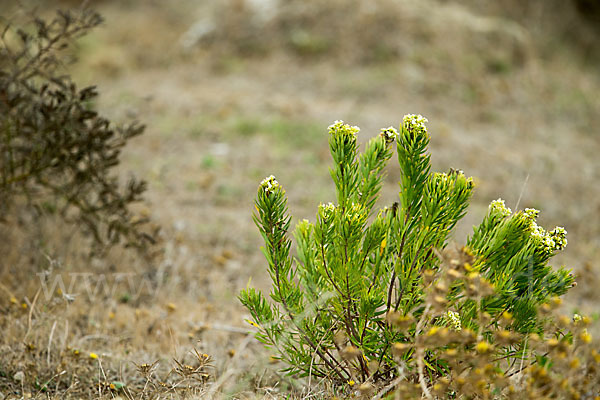 Herbst-Seidelbast (Daphne gnidium)