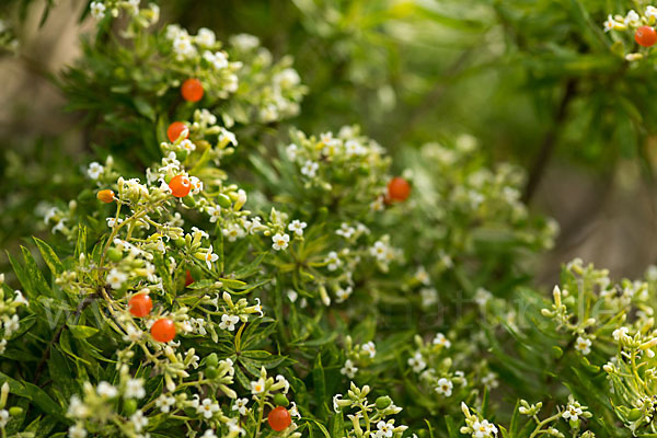 Herbst-Seidelbast (Daphne gnidium)