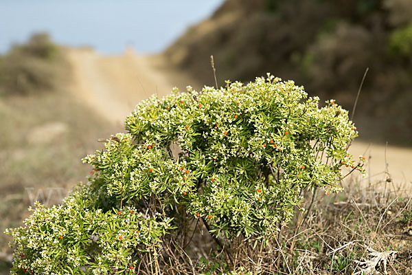 Herbst-Seidelbast (Daphne gnidium)