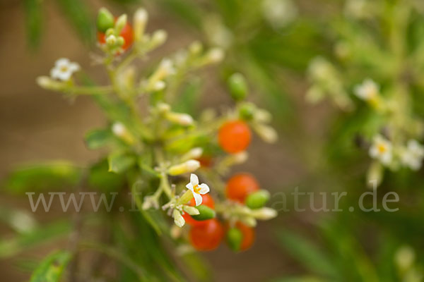 Herbst-Seidelbast (Daphne gnidium)